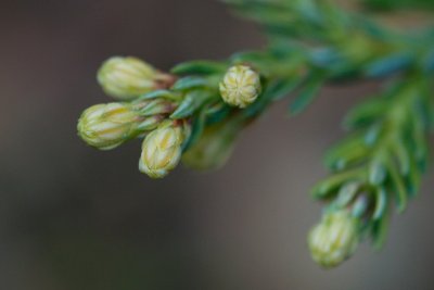 Sequoia sempervirens 'Adpressa' - sekvoje vždyzelená - pupen